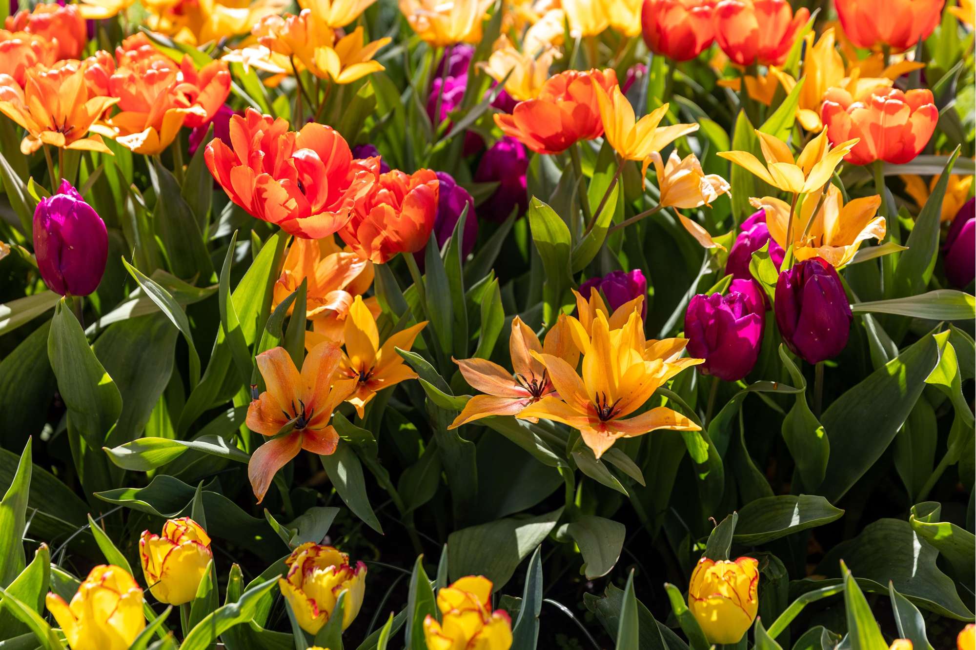 Botanische Tulpe 'Praestans Shogun'